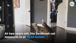Cat named world's tallest domestic feline _ USA TODAY