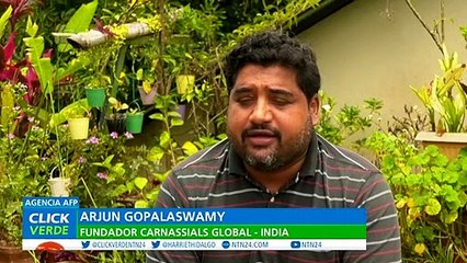 Vuelven los guepardos a India