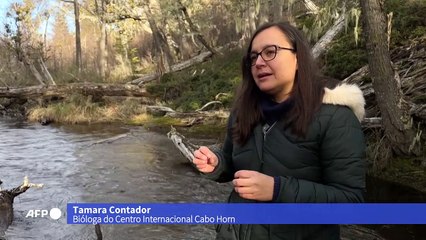 Mudanças climáticas afetam florestas do ‘fim do mundo’