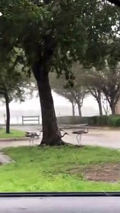 Sandhill Cranes Endure Hurricane Ian