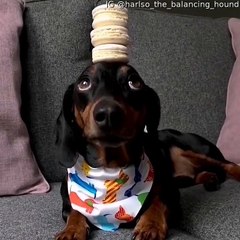 Harlso the Dachshund Balancing Macaroons on top of His Head