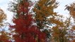 Vibrant fall foliage takes over the US