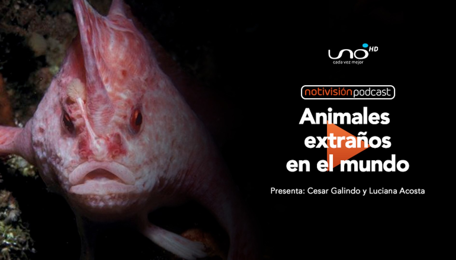 Animales Extraños Del Mundo