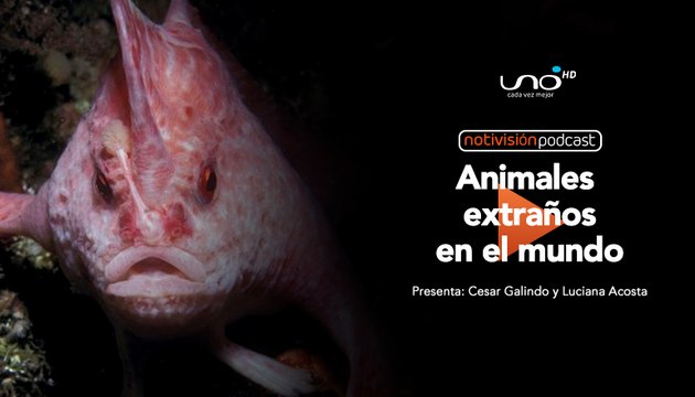 NTV Podcast Ep. 47: Animales extraños en el mundo