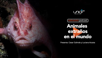 NTV Podcast Ep. 47:  Animales extraños en el mundo
