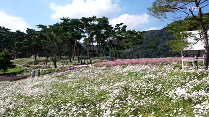 [영상] 가을비에 한껏 물오른 구절초..."한글날 연휴에 절정 예상" / YTN