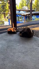 Saying 'Hi' to Bears in Trucke