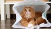 Will neutering change your cat's personality? Here is what to expect after the surgery