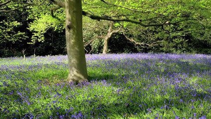 Micro Monsters - Colony