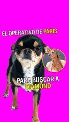 El operativo de Paris Hilton para buscar a su perro perdido
