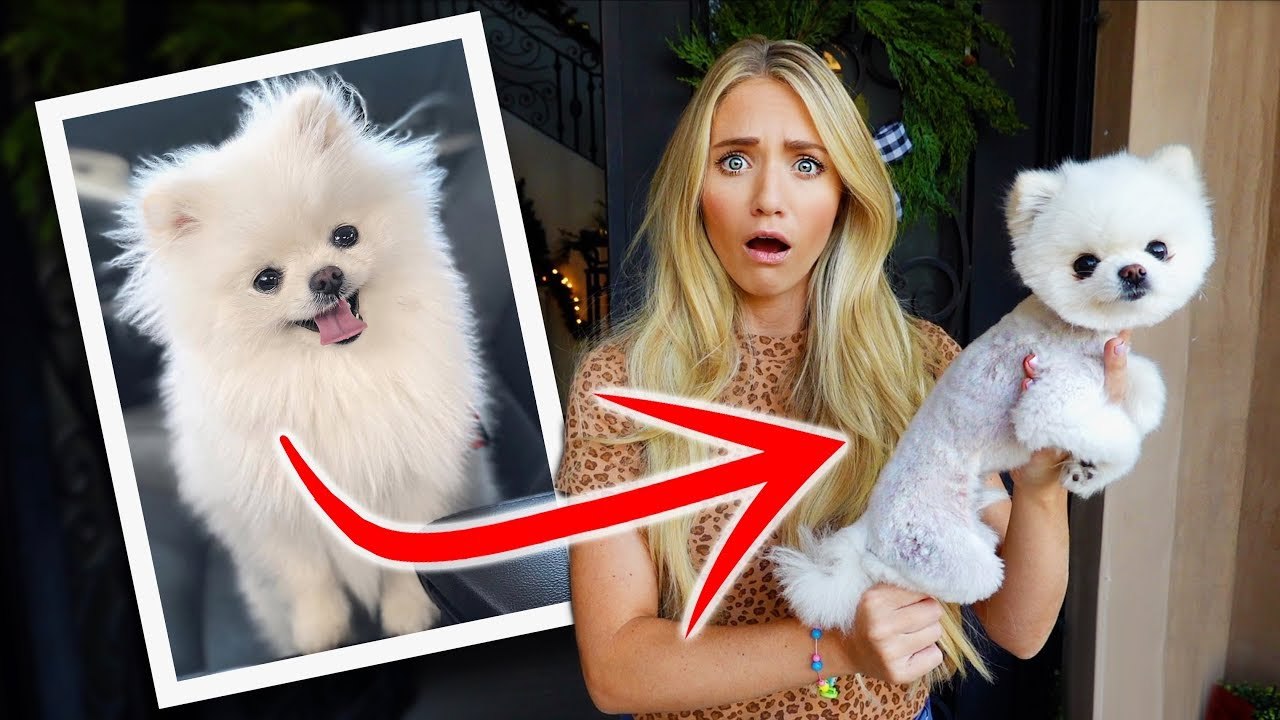 We Can't Believe They Shaved All Our Puppy's Hair Off... This Is What He Looks Like Now...