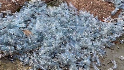 Bluebottles at North Wollongong - October 7, 2022 - Illawarra Mercury