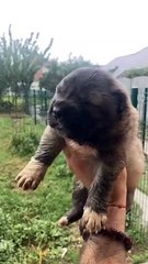 Animals transformation ✨ Dog grow up