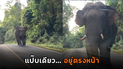 ประสบการณ์ชีวิต เมื่อ ช.ช้างไม่วิ่งหนี แต่วิ่งเข้าหา วินาทีนั้นแทบหยุดหายใจ