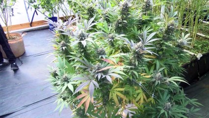 Presidente Biden pide despenalizar a personas que esten acusadas de portar una pequeña cantidad de marijuana