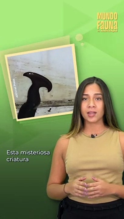 ¿Una serpiente con cuernos? Esta criatura fue encontrada en un hogar de Birmania