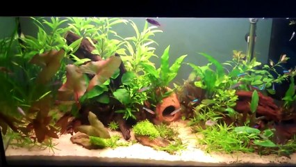 How To Grow Aquatic Plants