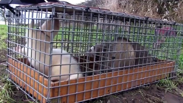 The Shooting Show windy day ferreting and the British Shooting Show