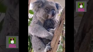 || Funny Animals || Funny video ||