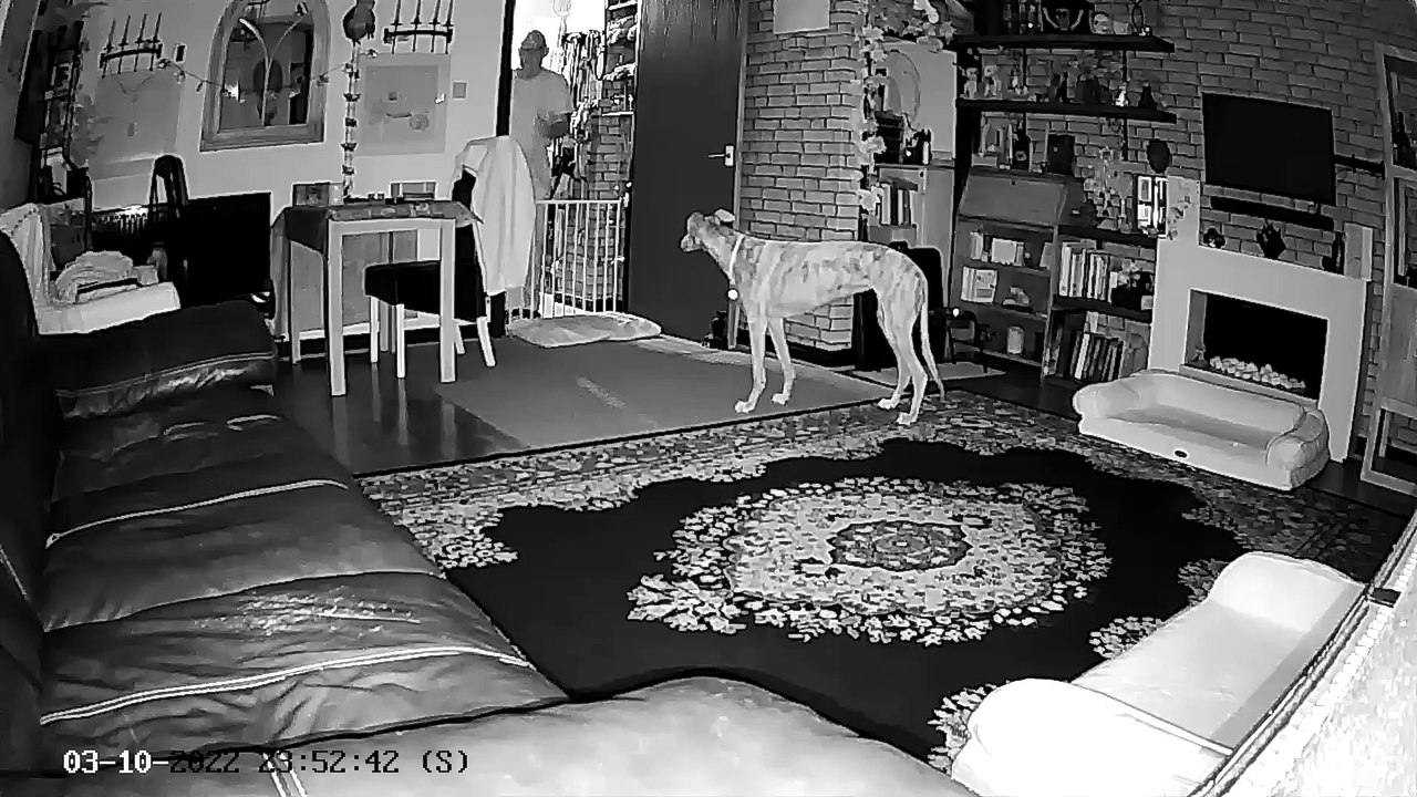 Northampton dog makes itself a perfect double bed