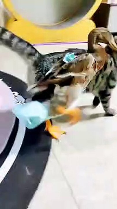 Cat vs duck how's the winner 