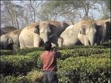 Herd of wild elephants threaten tea garden in Assam, India