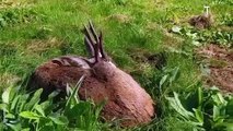 Un chevreuil fait la sieste tranquille dans l'herbe...