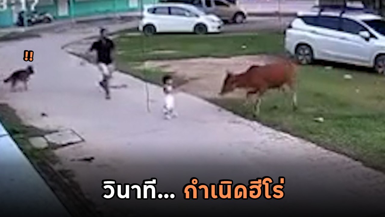 พ่อระทึก ! ลูกน้อยถูกวัวไล่ โชคดีได้ฮีโร่ 4 ขา...