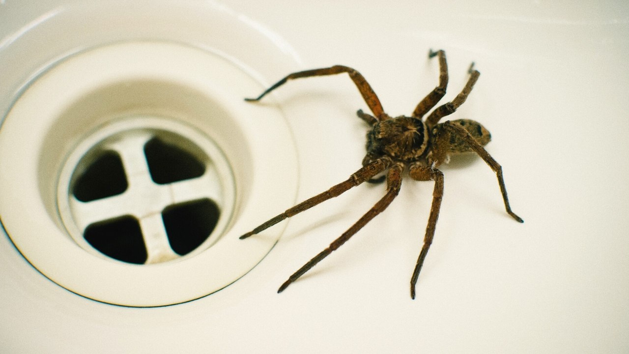 Spinnen & Insekten: In diesen Räumen wohnen sie am liebsten