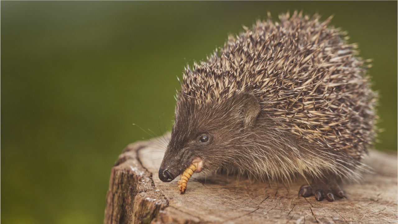 Igelfütterung: Das darf man auf keinen Fall geben