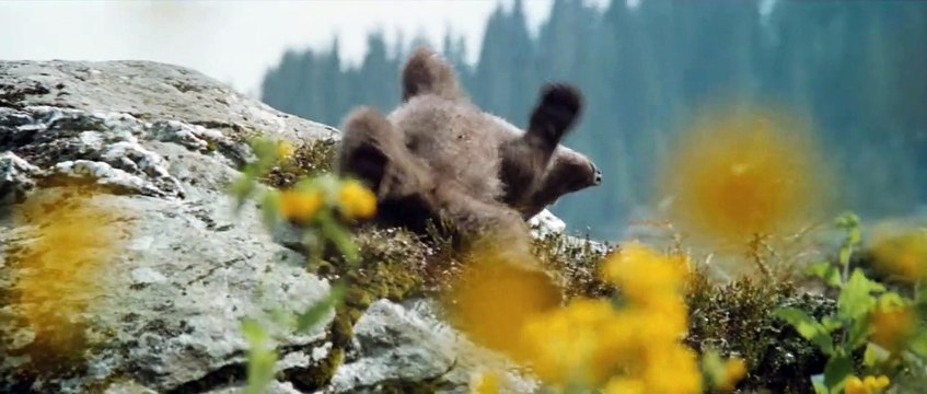 L'Ours Bande-annonce VF