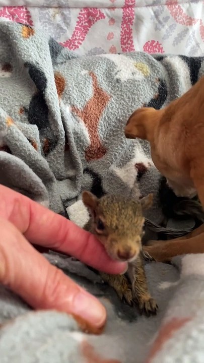 Chihuahua Adopts Orphaned Squirrels as Her Own