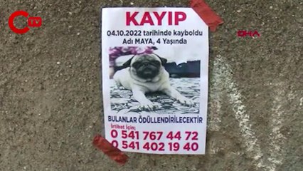 'Maya'yı bulana 10 bin TL ödül verecek