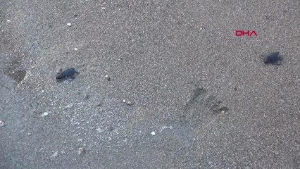 35 BİN YAVRU CARETTA CARETTANIN YARISI DENİZE ULAŞTI