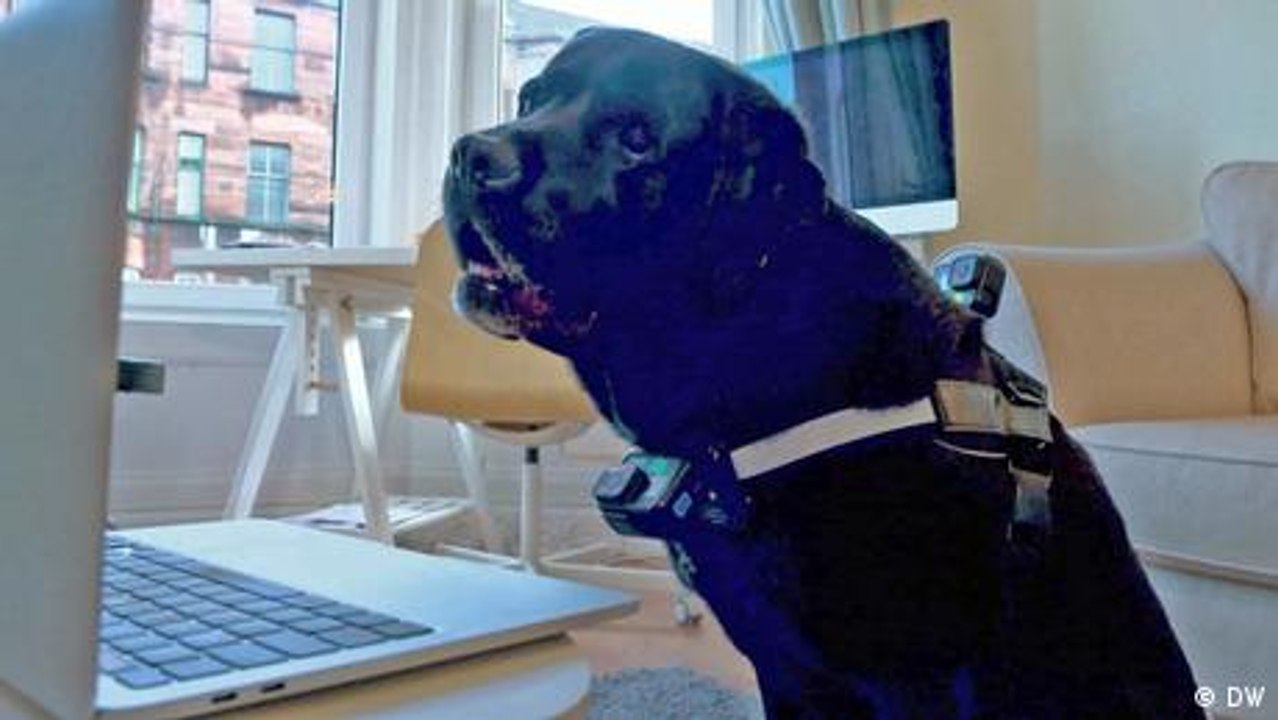 Wie kommunizieren Hunde am liebsten? Sie rufen an!