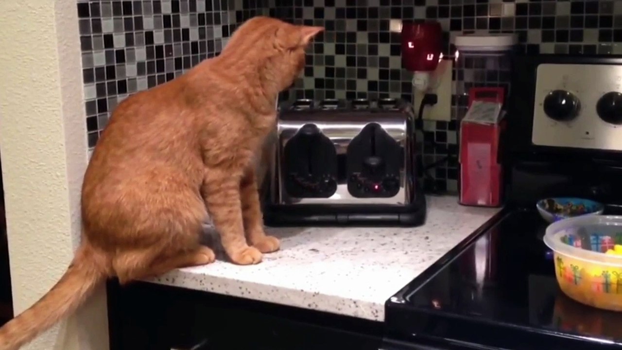 Cat video