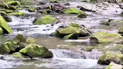 Relaxing Stream water in Algae rocks with sound