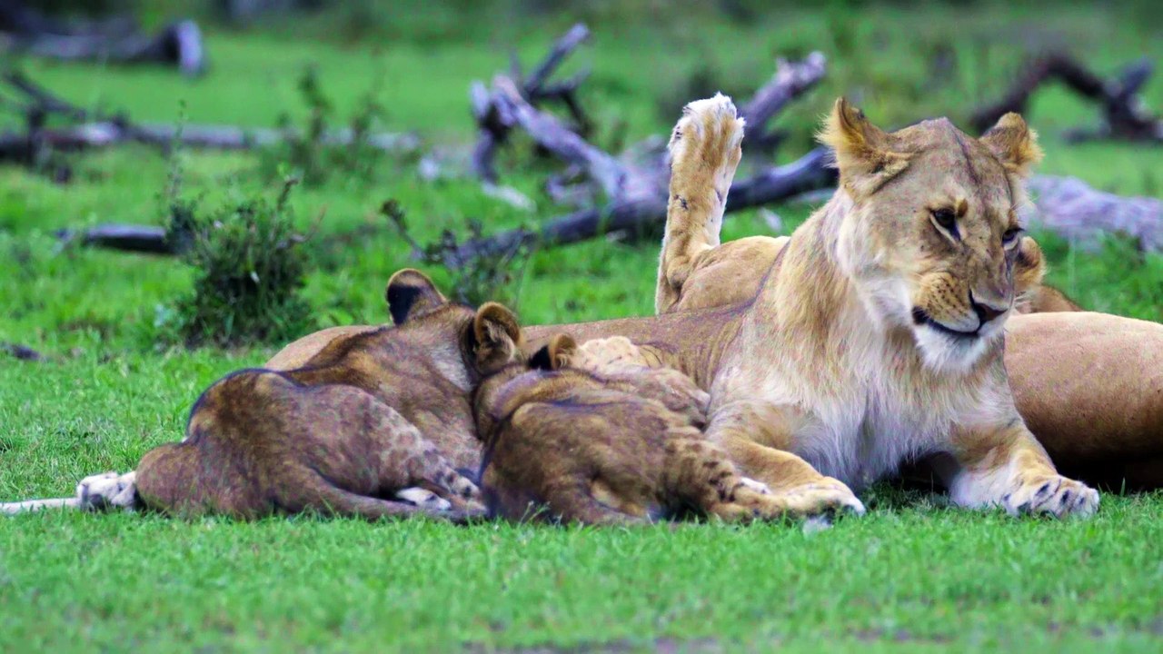Lion Cub Feeding from mother