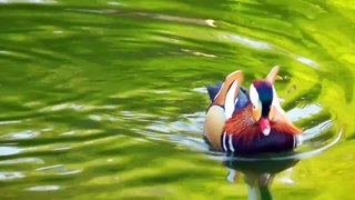 Interesting Information & Facts about Mallard Duck for Kids l Education & Fun for Kids
