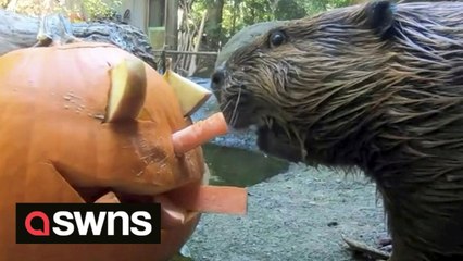 SOUND ON! Adorable beavers munch on plentiful snacks at Oregon Zoo