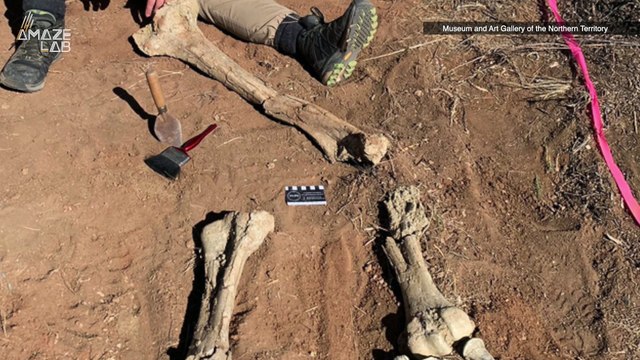 Ancient Bones of a Long Extinct, 10-Foot-Tall Bird Discovered in Australia