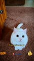 Cute Pie Funny Cat Videos | Funny Cat Animals 2022 | Cute Animals Yt