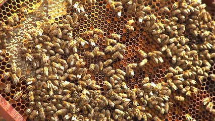 El proyecto Smart Green Bees llega a Barcelona para recuperar la población de la abeja ibérica