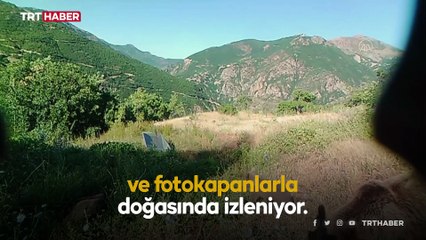 Yaban hayvanları doğal ortamlarında fotokapanlarla izleniyor