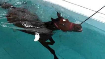 Animales ancestrales y dónde encontrarlos en Qatar