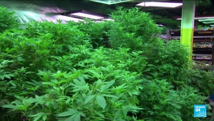 Etats-Unis : Joe Biden efface toutes les condamnations fédérales pour simple détention de cannabis
