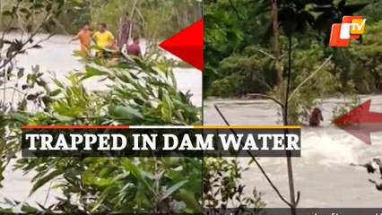 Sudden Dam Water Release Traps 10 Persons In Deogarh, Odisha; All Rescued