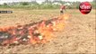 पंजाब में धड़ल्ले से जलाई जा रही पराली, किसानों ने खोली सरकार के दावों की पोल