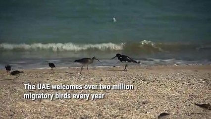 How UAE'S barren deserts turned into a winter wonderland for migratory birds