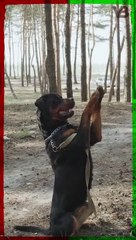 Rottweilers Are Just Impossible To Train #shorts